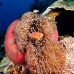 anemonefish_pink_mid_v_0705_png1234.jpg